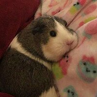 Софья Костенко