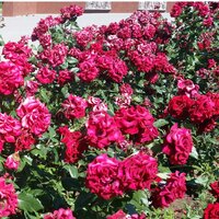 Валентина С.