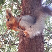 551998 Черепанова