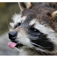 Владимир Дан