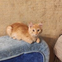 Олег Кудрявцев