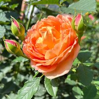 Наталья Игоревна Уварова