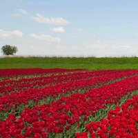 Евгений Киселев