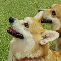 Илья Головкин