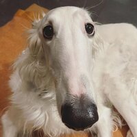 Михайленко Владислава