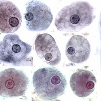 Арина Капля