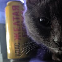 Panika