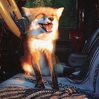 Антон Максимов