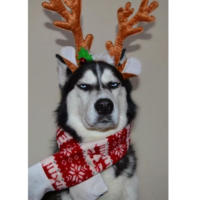 Алексей Карнаухов