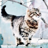 Алина Нестерова