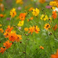 Ольчик Хрипунова