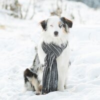 Айя