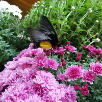 Вика Колобанова