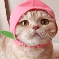 Аука