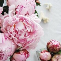 Анастасия С.