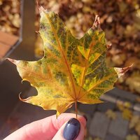 Мария