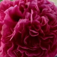 Ирина Новая