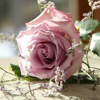 Страхова Н.