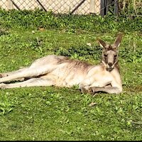 Владислав Мардинский