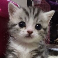 Ирина Брызгина