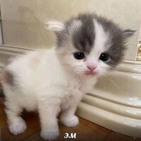 Поляндрия Краева