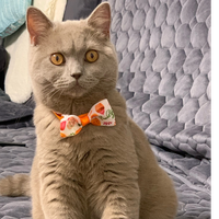 Павел Заякин