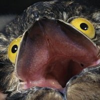 Максим Кораблёв