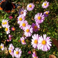 Валерия Галкина