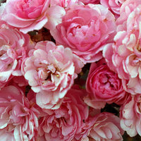 Эльвира Катаева