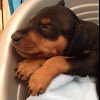 Александр Фурман