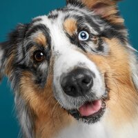 Сергей Стародубцев