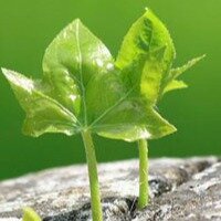 Галина Балашова