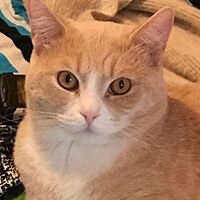 Илья Владимирович