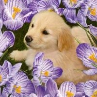 Елена Паянен