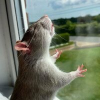 Алена Николаевская