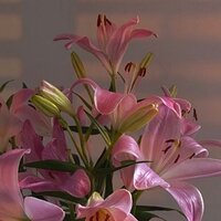 Анастасия Журавлева