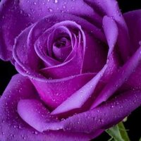 Violet R.