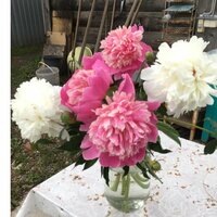 Ирина рахимова