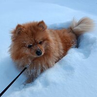 Софи Мокрушина