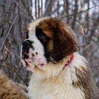 Олеся Никитина