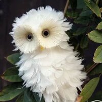 А ты думал сова?