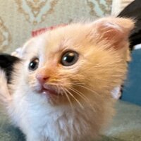 Дидар Ризабек