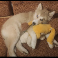 Виктория Лазарева