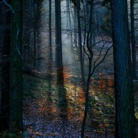 Walking_in_the_twilight