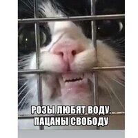 Котя Котьевна
