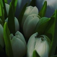 Илья Носатенко