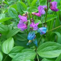 Ирина Марковская