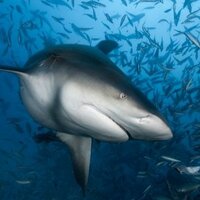 Александр Красный