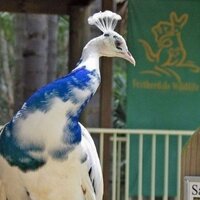 Виталина Геращенко