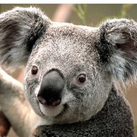 Зара Ленаровна